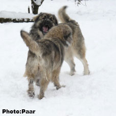 Hummer 18 months et Taiga