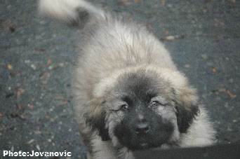 Jogi 9 weeks
