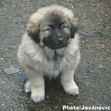 Jogi 9 weeks