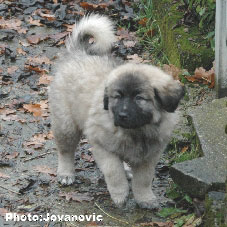 Jogi 9 weeks
