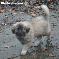 Jogi 9 weeks