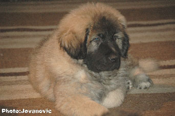 Jogi 9 weeks