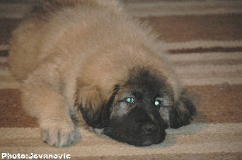 Jogi 9 weeks