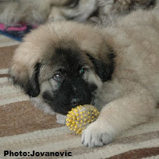 Jogi 11 weeks