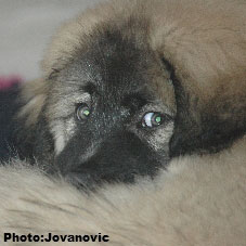 Jogi 11 weeks