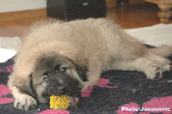 Jogi 11 weeks