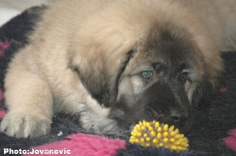 Jogi 11 weeks