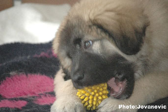 Jogi 11 weeks