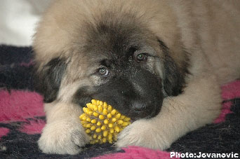 Jogi 11 weeks