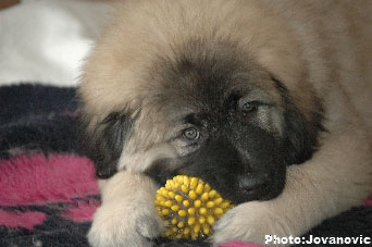 Jogi 11 weeks
