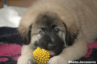 Jogi 11 weeks