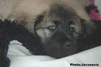 Jogi 11 weeks