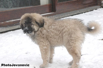 Jogi 3 months