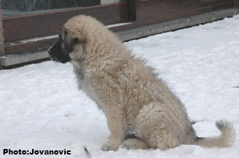 Jogi 3 months