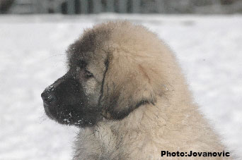 Jogi 3 months