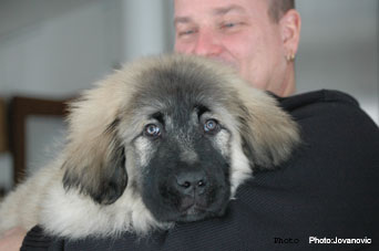 Jogi 3 months