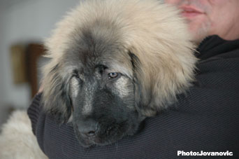 Jogi 3 months