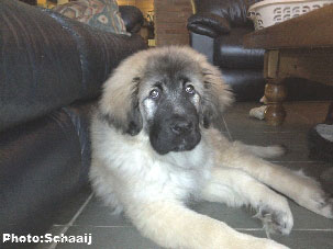 Jogi 3 months