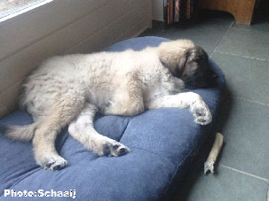 Jogi 5 months