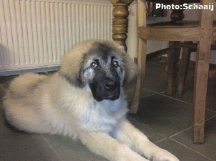 Jogi 5 months