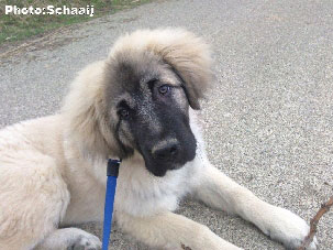 Jogi 5 months