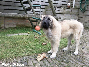 Jogi 5 months