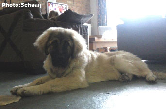 Jogi 6 months