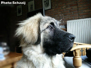 Jogi 6 months