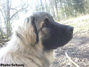 Jogi 6 months