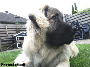 Jogi 1 year