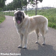 Jogi 1 year