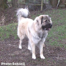 Jogi 15 months