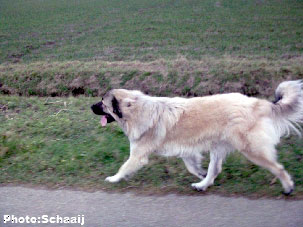 Jogi 15 months