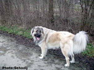 Jogi 15 months