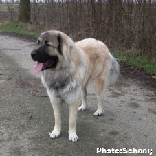 Jogi 15 months