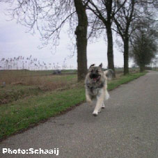 Jogi 15 months