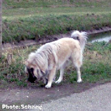 Jogi 15 months