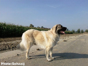 Jogi 15 months