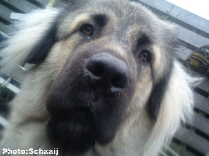 Jogi 15 months