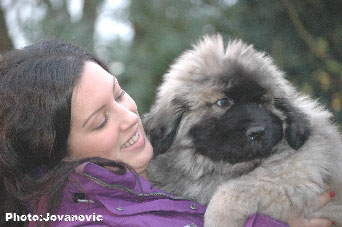 Sarplaninac Jovan, 9 weeks