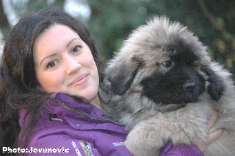 Sarplaninac Jovan, 9 weeks