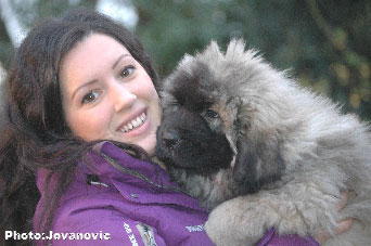 Sarplaninac Jovan, 9 weeks