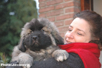 Sarplaninac Jovan, 9 weeks
