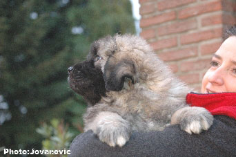 Sarplaninac Jovan, 9 weeks