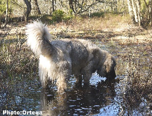 Sarplaninac Jovan 7 months