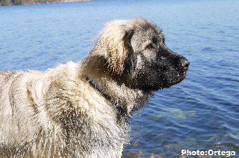 Sarplaninac Jovan 7 months