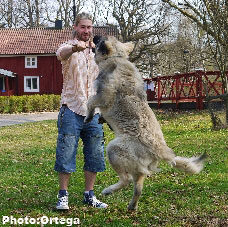 Sarplaninac Jovan 7 months