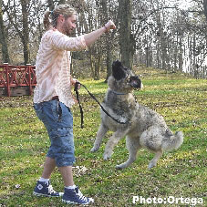 Sarplaninac Jovan 7 months