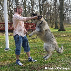 Sarplaninac Jovan 7 months