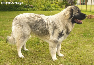 Sarplaninac Jovan 9 months